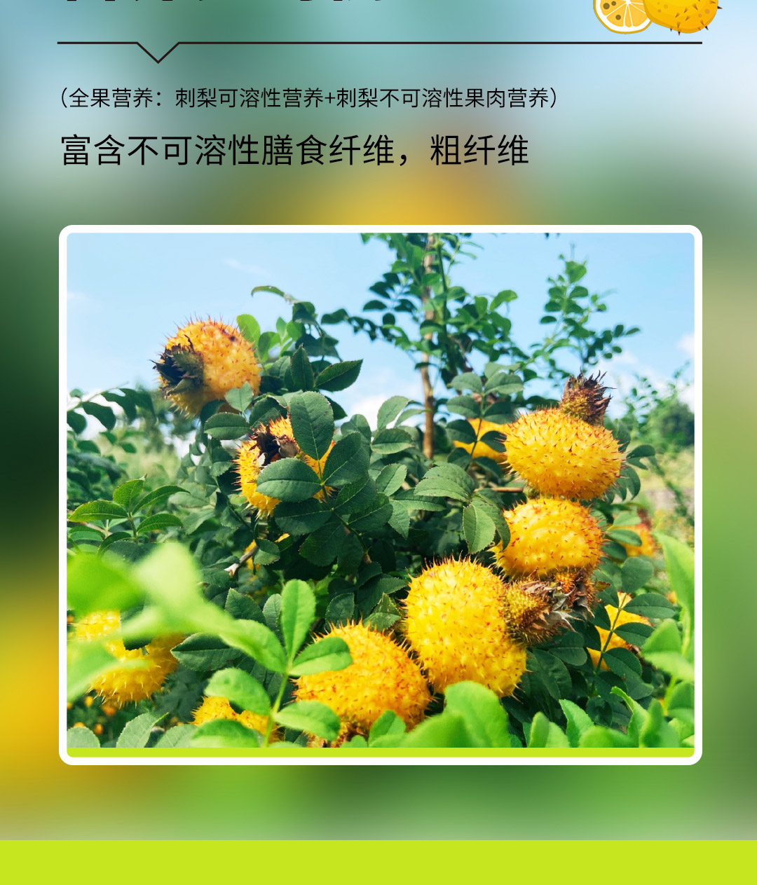 黔小菓刺梨复合压片糖果-详情页_05.jpg