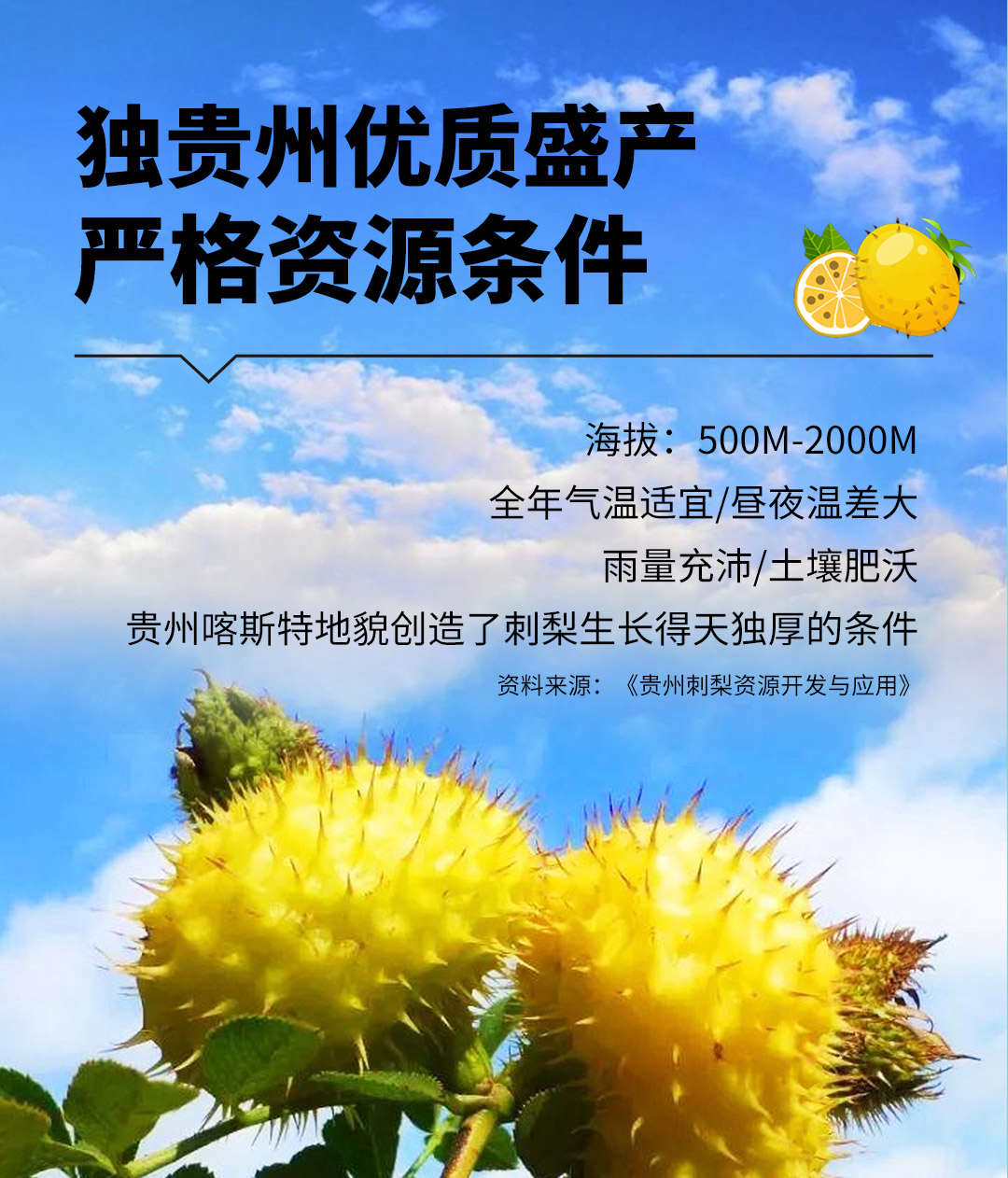 黔小菓刺梨复合压片糖果-详情页_07.jpg